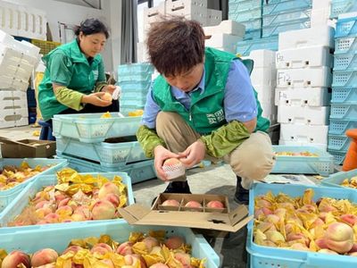 搭乘即時零售快車，南匯水蜜桃告別‘樹下熟’邁向新篇章