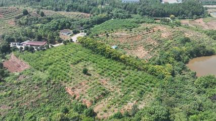 衡陽縣 荒山種下'搖錢樹'，萬畝金槐結'金米'